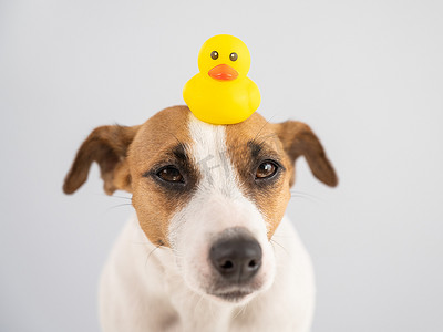 杰克罗素梗犬头上戴着一只橡皮鸭。