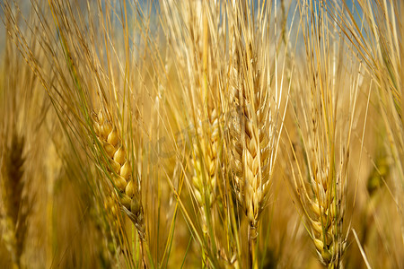 小黑麦成熟的耳朵特写，阳光明媚的日景