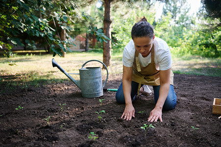 一位女农民农艺师在有机花园里种植发芽的树苗时，对植物周围的土壤进行了改造