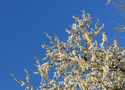苹果树的白色花朵映衬着天空。