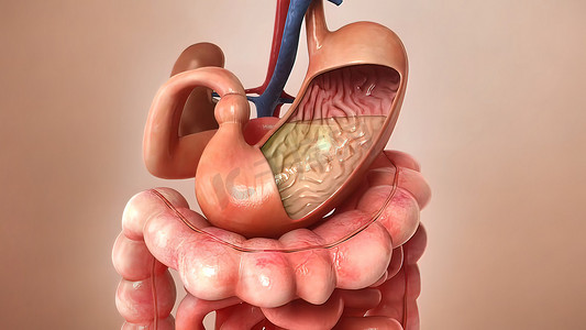 人体消化系统解剖学医学概念 3D 插图