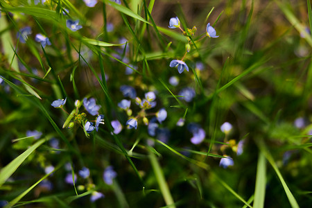 春天早晨阳光照射下的田野小蓝色花朵的选择性焦点。