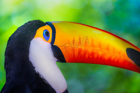马托摄影照片_巴西潘塔纳尔湿地色彩缤纷的托科巨嘴鸟热带鸟