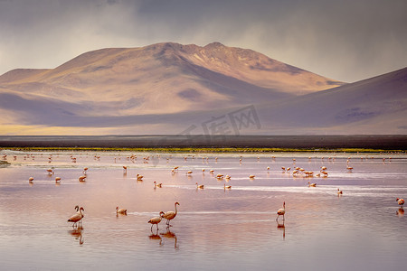 智利火烈鸟和拉古纳科罗拉达、红泻湖、玻利维亚高原