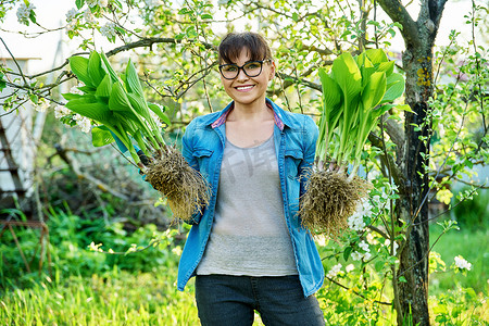 戴园艺手套的妇女拿着有根的玉簪植物灌木丛，用于分割种植