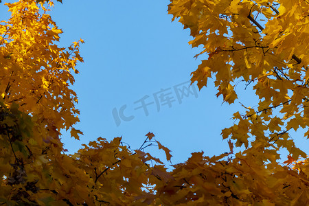 蓝天、秋天背景下，有秋黄叶子的树枝