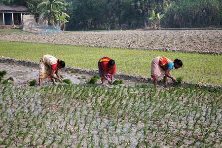 乡下摄影照片_在西孟加拉邦库姆罗哈利的水稻种植园工作的农村妇女