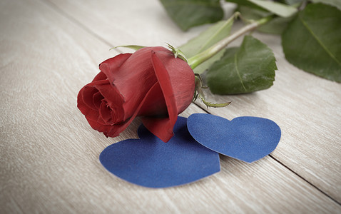 板蓝花摄影照片_浅色木质背景上的红玫瑰和两颗蓝心