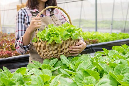 农场蔬菜摄影照片_年轻的亚洲水培有机农民将蔬菜沙拉收集到带有苗圃温室的篮子里。