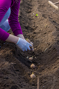 在地里手工种植马铃薯块茎。