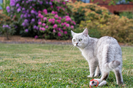 可爱的浅灰色苏格兰小猫安静地躺在绿色的草坪上，享受