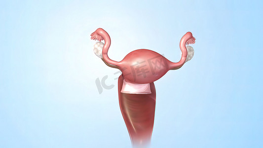 女性的内生殖器官是阴道、子宫、输卵管和卵巢。