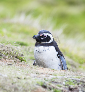 麦哲伦企鹅摄影照片_麦哲伦企鹅坐在福克兰群岛的巢上