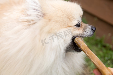 博美犬狗在绿草背景上嚼骨头。