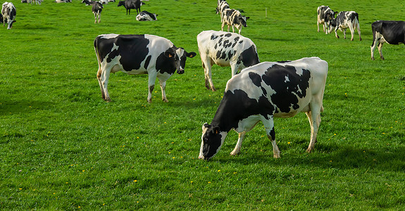 黄牛蟋蟀摄影照片_奶牛在牧场上吃草。