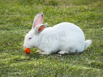 白兔吃新鲜美味的胡萝卜。