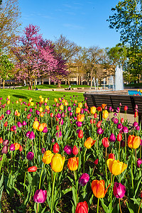 春天公园里种满了色彩缤纷的郁金香品种，还有喷泉