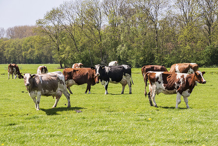 荷兰风景中的红牛和黑牛