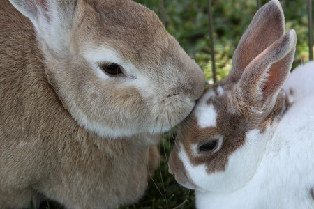兔子情侣