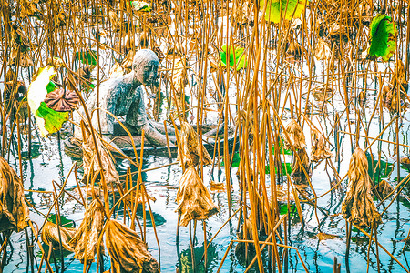 西湖杭州自然植物上的枯荷池塘景观。