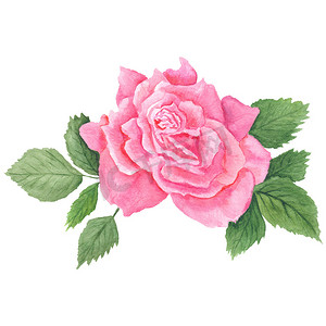 粉红钻石摄影照片_粉红玫瑰植物插图