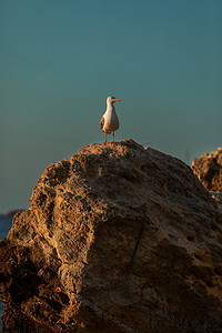 漂泊一生摄影照片_海鸟漂泊的信天翁坐在岩石上