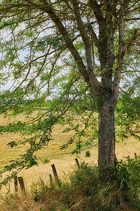 夏日农场围栏附近一棵高大的绿树的景观。