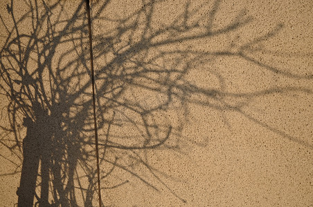 下午墙上树枝的影子