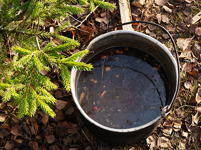 远足时用森林草药制成的茶壶。