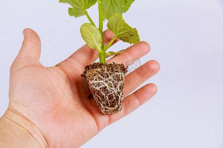 一位农民手里拿着一棵黄瓜幼苗，在白色背景上显示出健康的根。