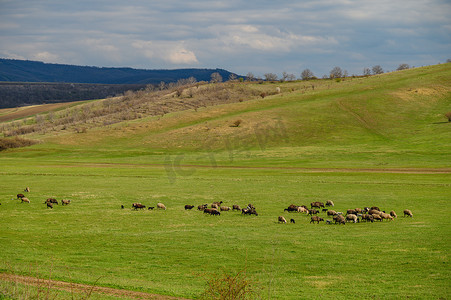 青山间草地上的羊群