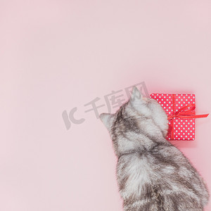 猫坐在礼物旁边看着它，粉红色的背景，空白的文字空间，顶视图