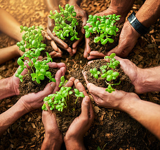 双手种植新鲜的绿色植物，象征着健康成长、进步和发展。