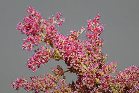 紫色花开花特写植物背景高品质大尺寸版画落新妇粳科虎耳草科墙海报