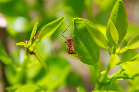 萨尔瓦多市花园里的切叶蚁