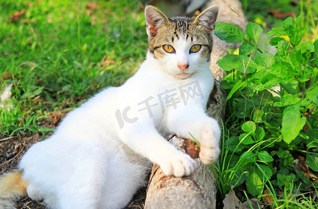 一只猫躺在花园里的木头上