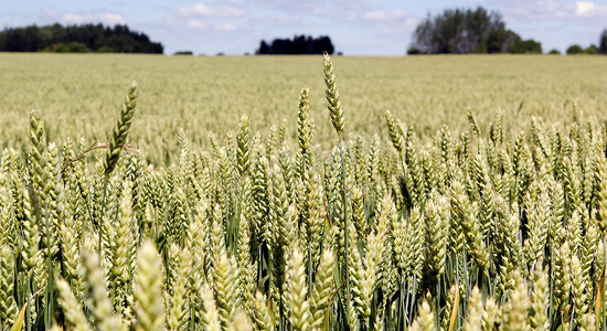 小黑麦的宽框孤立特写，小黑麦是小麦和黑麦的作物杂交种。