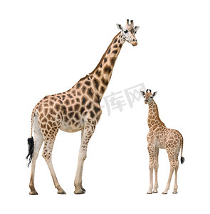长颈鹿妈妈和宝宝