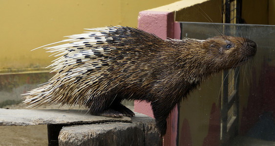 夜行动物摄影照片_夜行动物马来亚豪猪Hystrix brachyura。