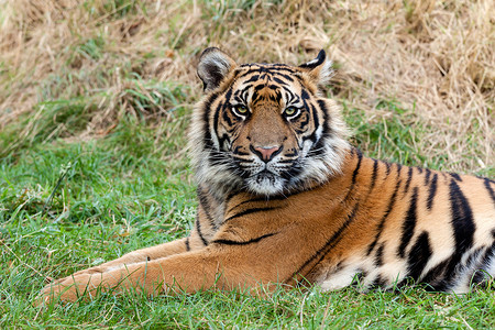 愤怒的苏门答腊虎躺在草地上