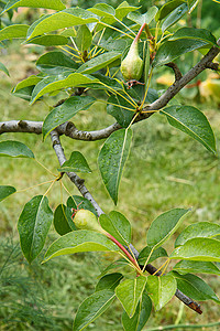 不成熟摄影照片_树枝上未成熟梨的果​​实。