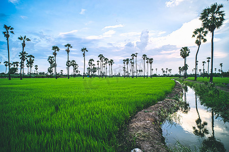 春天稻田摄影照片_日落时风景秀丽的多彩天空下的稻田和糖棕榈树。
