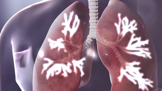 空气图摄影照片_人体呼吸系统肺解剖图概念。 