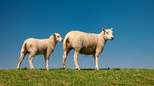 荷兰农业摄影照片_艾瑟尔湖畔荷兰堤坝上的羔羊和绵羊，春天的景色，荷兰 绿草草地上的羊