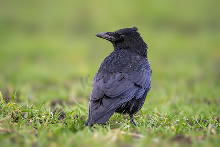 一只普通的北方乌鸦正在草地上寻找食物