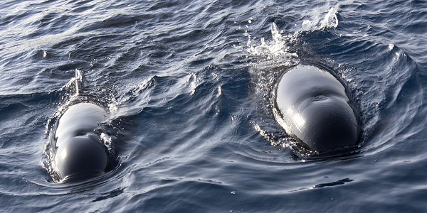 长鳍领航鲸，埃尔埃斯特雷乔自然公园，西班牙