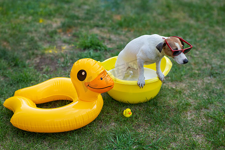 戴墨镜的杰克罗素梗犬在户外的黄色盆里洗澡。
