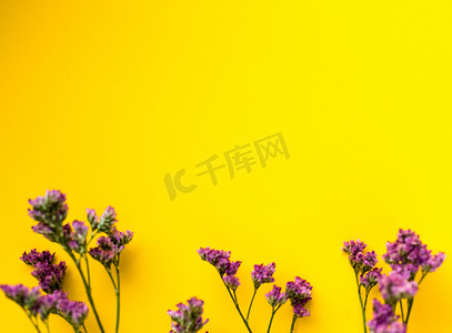 桌面背景粉摄影照片_黄色背景上的夏季干花。