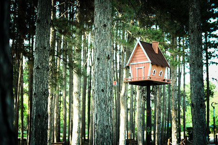 家矢量摄影照片_松树林中的家居形木鸟屋