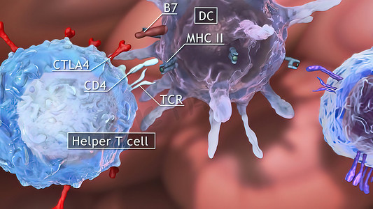 T辅助细胞（Th细胞），也称为CD4细胞或CD4阳性细胞，是一种在免疫系统中发挥重要作用的T细胞